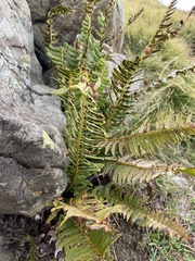Polystichum lonchitis
