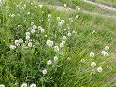 Trifolium montanum