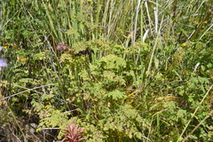 Thalictrum foetidum