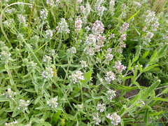 Thymus pannonicus