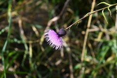 Cirsium serratuloides