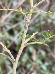 Acacia terminalis