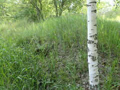 Betula pendula