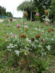 Erysiphe trifoliorum