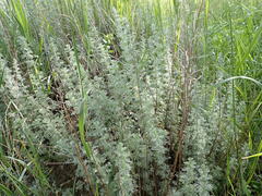 Artemisia austriaca