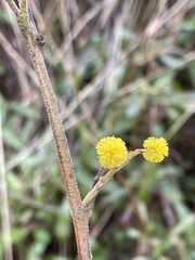 Acacia terminalis
