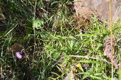 Cirsium serratuloides