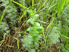 Hylotelephium maximum