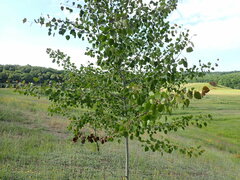 Populus tremula