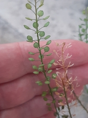Lepidium virginicum