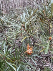 Lambertia formosa