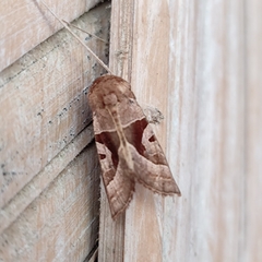 Phlogophora