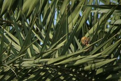Ploceus philippinus