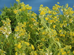 Tephroseris palustris