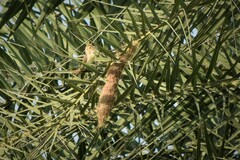 Ploceus philippinus
