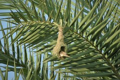 Ploceus philippinus