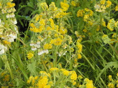 Tephroseris palustris