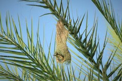 Ploceus philippinus