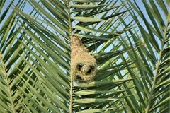 Ploceus philippinus