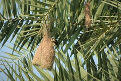 Ploceus philippinus