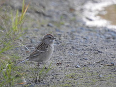 Spizelloides arborea