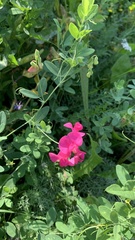 Lathyrus tuberosus