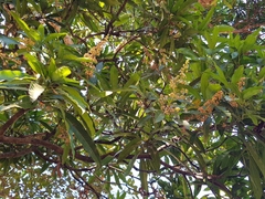 Mangifera