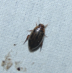 Coptotomus