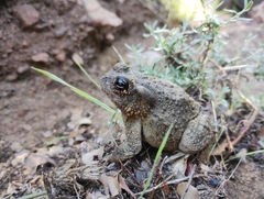 Anaxyrus californicus