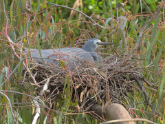 Egretta novaehollandiae