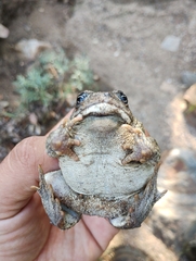 Anaxyrus californicus