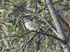 Spizelloides arborea