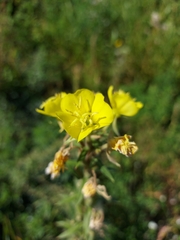 Oenothera
