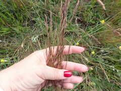 Festuca
