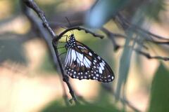 Danaus affinis