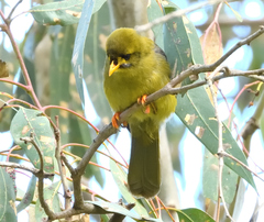 Manorina melanophrys