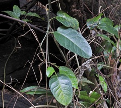 Vincetoxicum polyanthum