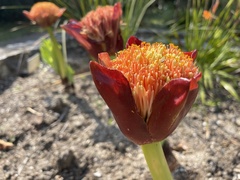 Scadoxus puniceus