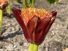 Scadoxus puniceus