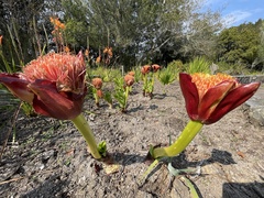 Scadoxus puniceus