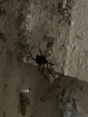 Latrodectus hesperus