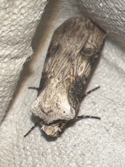 Agrotis puta
