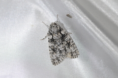 Acronicta marmorata