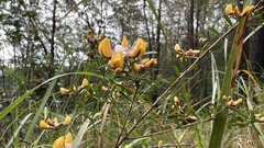 Pultenaea retusa