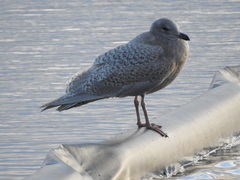 Larus glaucescens × hyperboreus