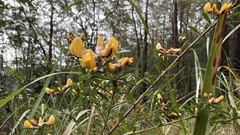 Pultenaea retusa
