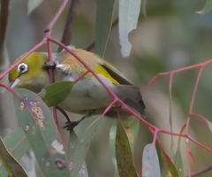 Zosterops lateralis lateralis