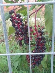 Phytolacca americana