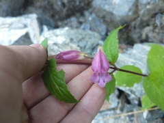 Nothochelone nemorosa