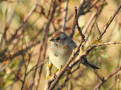 Spizelloides arborea